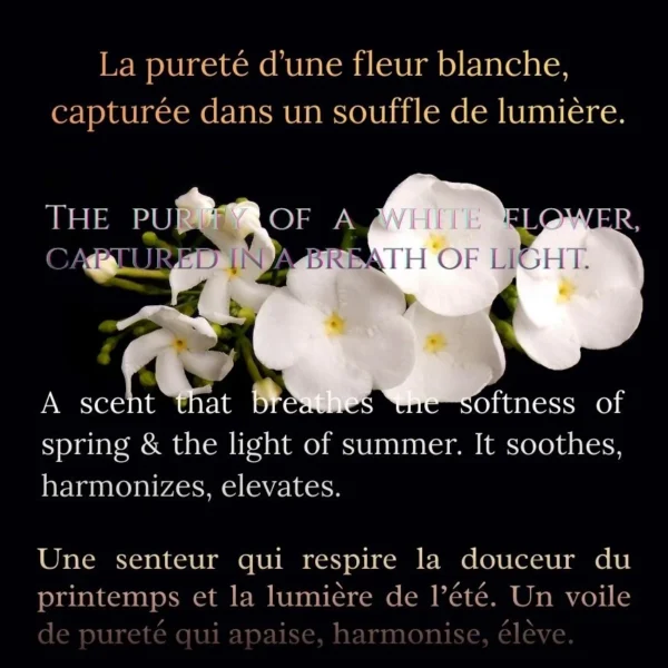 Parfums Attar : Shamama Blanc au bois de Santal
