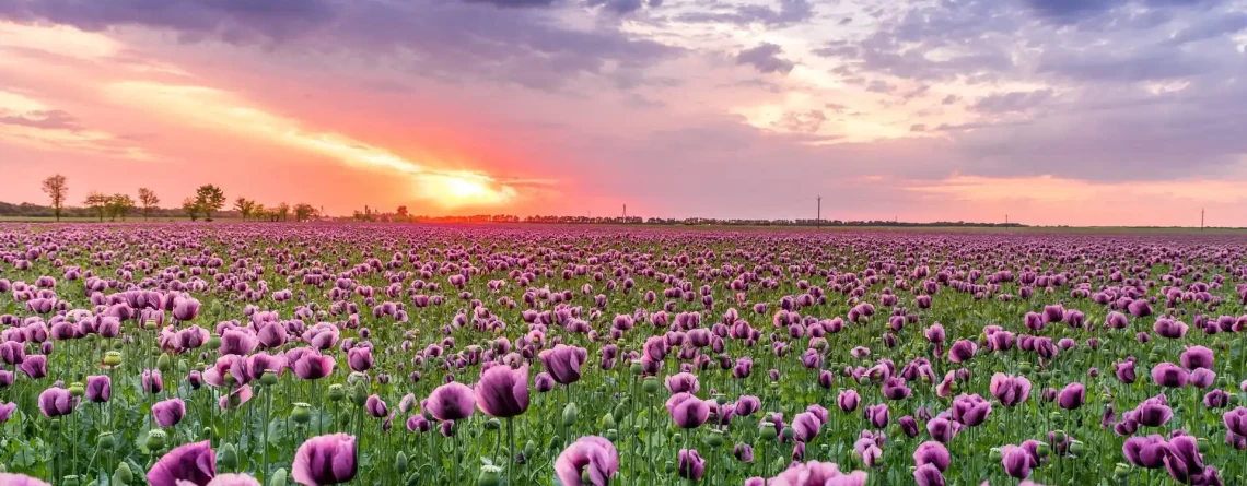 Révélez les Secrets de la Nature