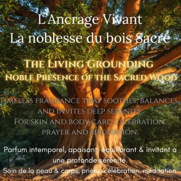 Parfums Attar : L'arbre de Mysore au bois de santal